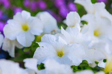 Şehir ortamında çok güzel çiçekleri olan bir çiçek tarhı. Seçici odaklı arkaplan ve metin için alanı kopyala
