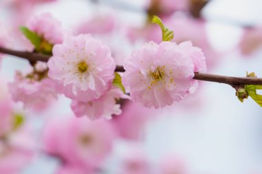 Bulanık arka planda seçici bir odak noktası olan çiçek açan sakura ağacı. Metin için odaklanmış arkaplan kopyalama alanı