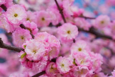 Çiçekler çiçek açan bir sakura ağacının dalında seçici bir odak noktası olan bulanık bir arka plan. Metin için odaklanmış arkaplan kopyalama alanı