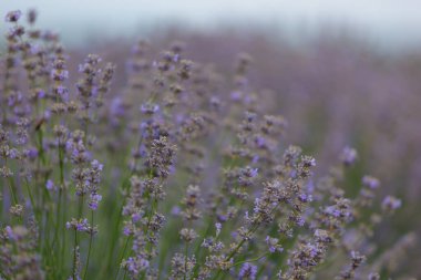 Bulanık bir arka planda seçici bir odak ile tarlada açan lavanta çiçekleri. Metin için alanı kopyala.
