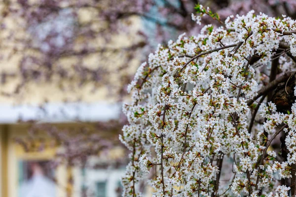 Blühende Obstbäume Frühling Blumen Auf Ästen Selektiver Fokus Mit Verschwommenem — Stockfoto