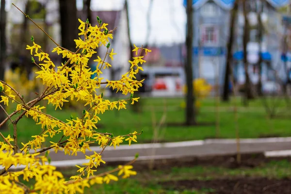 Желтый Цветущий Куст Форсайта Весной Выборочный Фокус Фон Местом Копирования — стоковое фото