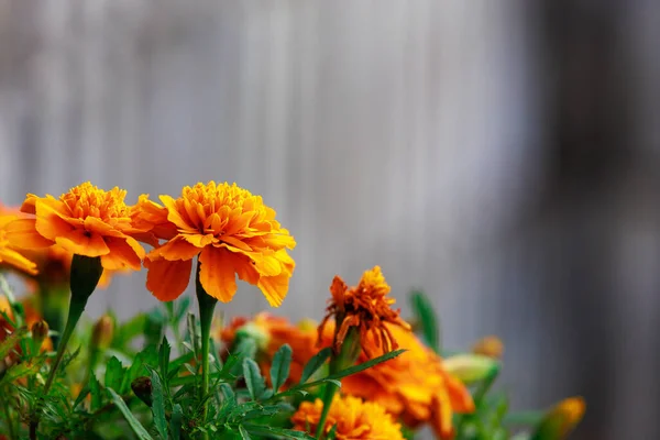 Cama Flores Com Calêndulas Ambiente Urbano Antecedentes Com Foco Seletivo — Fotografia de Stock