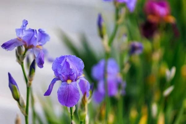 Fiori Iris Con Attenzione Selettiva Uno Sfondo Sfocato Aiuola Copia — Foto Stock