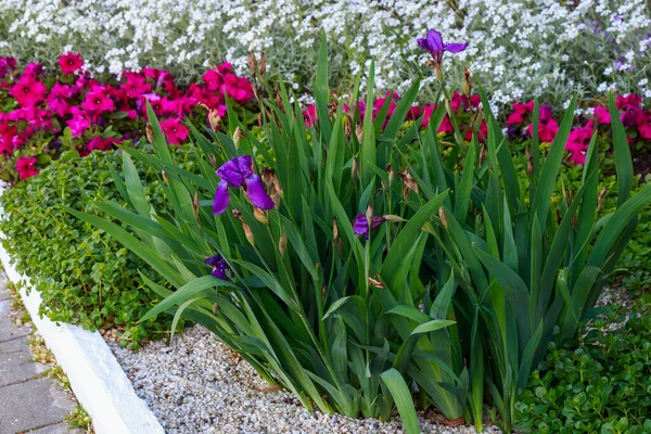 Flower Bed Very Beautiful Flowers Urban Environment Background Selective Focus — Stock Photo, Image