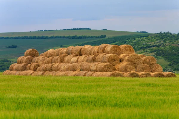 Round sheaves of hay in rolls. Background with copy space for text