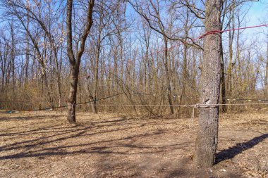 Turizm ve oryantasyon için ormandaki bölge. Metin için kopyalama alanı olan arkaplan