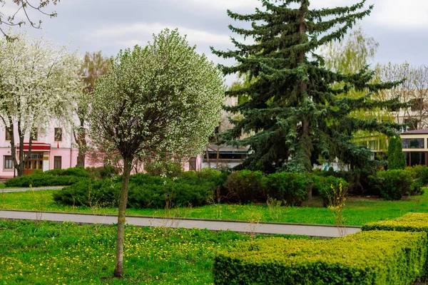 Decoratieve Bloeiende Boom Een Stedelijke Omgeving Regen Achtergrond Met Kopieerruimte — Stockfoto