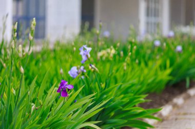 Çiçek tarlasının bulanık arkaplanı üzerine seçici bir odak noktası olan Iris çiçekleri. Uzayı metin için kopyala. Kentsel çevre ve bahçe arazisinin peyzajı ve dekorasyonu