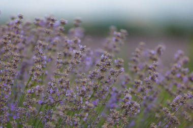 Bulanık bir arka planda seçici bir odak ile tarlada açan lavanta çiçekleri. Metin için alanı kopyala.