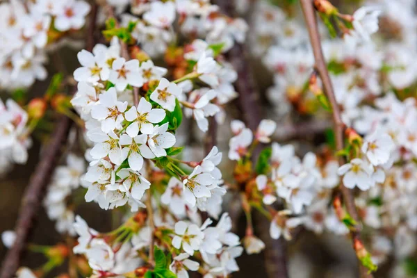 Kvetoucí Ovocné Stromy Jaře Květiny Větvích Selektivní Zaměření Rozmazaným Pozadím — Stock fotografie