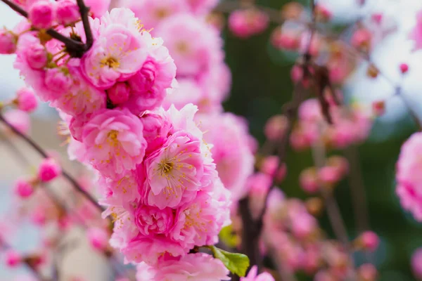 Ανθισμένο Λουλούδι Δέντρου Sakura Επιλεκτική Εστίαση Στο Θολό Φόντο Απεσταλμένος — Φωτογραφία Αρχείου