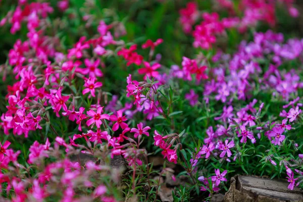 Łóżko Kwiatowe Bardzo Pięknymi Kwiatami Środowisku Miejskim Tło Wybiórczym Ukierunkowaniem — Zdjęcie stockowe
