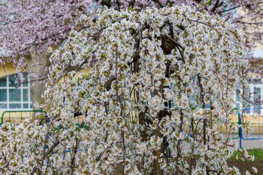 Baharda çiçek açan meyve ağaçları. Dallardaki çiçekler. Metin veya harf için bulanık arkaplan ve kopyalama alanı ile seçmeli odak.