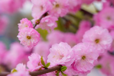 Çiçekler çiçek açan bir sakura ağacının dalında seçici bir odak noktası olan bulanık bir arka plan. Metin için odaklanmış arkaplan kopyalama alanı