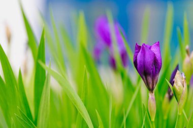 Çiçek tarlasının bulanık arkaplanı üzerine seçici bir odak noktası olan Iris çiçekleri. Uzayı metin için kopyala. Kentsel çevre ve bahçe arazisinin peyzajı ve dekorasyonu