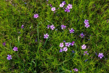 Şehir ortamında çok güzel çiçekleri olan bir çiçek tarhı. Seçici odaklı arkaplan ve metin için alanı kopyala