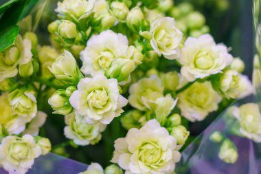 Çiçek açan ev ya da kapalı alan çiçekleri seçici odaklı ve bulanık arkaplan. Metin için kopyalama alanı olan arkaplan