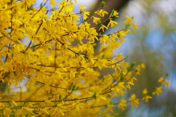 Flor Amarilla Forsythia Arbusto Primavera Enfoque Selectivo Fondo Con Espacio — Foto de Stock