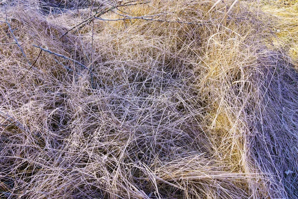 Field Grass Hoarfrost Beauty Winter Nature Background Copy Space Text — Foto Stock