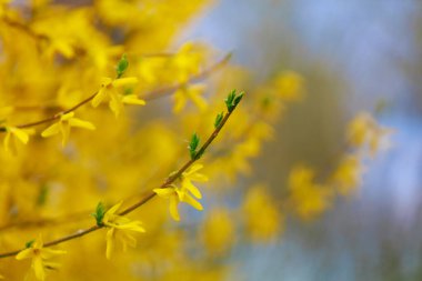 Baharda sarı çiçekli çalı. Seçici odaklanma. Metin veya yazı için kopyalama alanı olan arkaplan