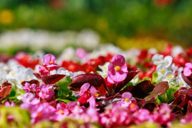 Şehir ortamında çok güzel çiçekleri olan bir çiçek tarhı. Seçici odaklı arkaplan ve metin için alanı kopyala