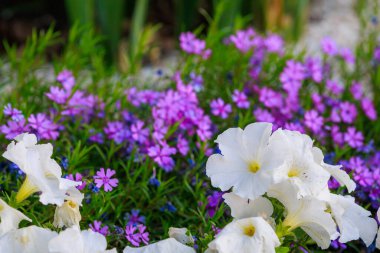 Şehir ortamında çok güzel çiçekleri olan bir çiçek tarhı. Seçici odaklı arkaplan ve metin için alanı kopyala