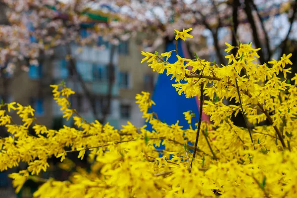 Floração Amarela Forsythia Arbusto Primavera Foco Seletivo Fundo Com Espaço — Fotografia de Stock