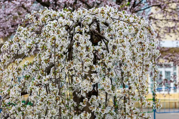 Árvores Frutíferas Florescentes Primavera Flores Ramos Foco Seletivo Com Fundo — Fotografia de Stock