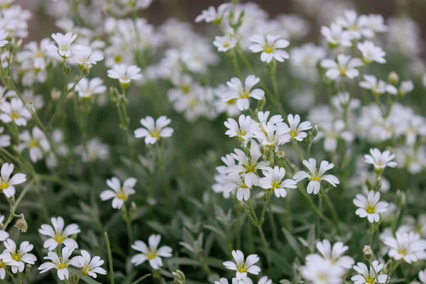 Şehir ortamında çok güzel çiçekleri olan bir çiçek tarhı. Seçici odaklı arkaplan ve metin için alanı kopyala