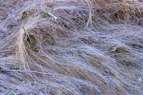 Field Grass Hoarfrost Beauty Winter Nature Background Copy Space Text — Stock Fotó