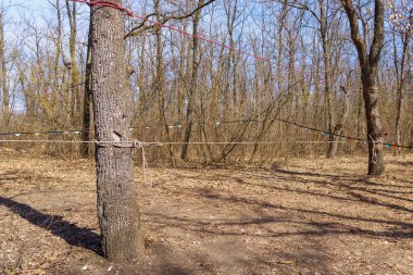 Turizm ve oryantasyon için ormandaki bölge. Metin için kopyalama alanı olan arkaplan