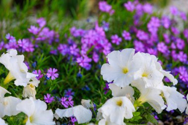 Şehir ortamında çok güzel çiçekleri olan bir çiçek tarhı. Seçici odaklı arkaplan ve metin için alanı kopyala