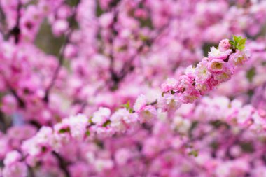 Bulanık arka planda seçici bir odak noktası olan çiçek açan sakura ağacı. Metin için odaklanmış arkaplan kopyalama alanı
