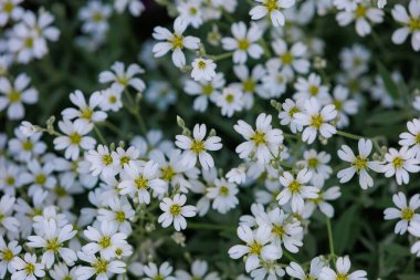 Şehir ortamında çok güzel çiçekleri olan bir çiçek tarhı. Seçici odaklı arkaplan ve metin için alanı kopyala
