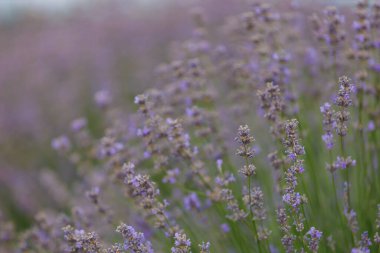 Bulanık bir arka planda seçici bir odak ile tarlada açan lavanta çiçekleri. Metin için alanı kopyala.