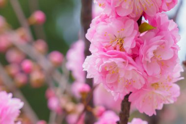 Bulanık arka planda seçici bir odak noktası olan çiçek açan sakura ağacı. Metin için odaklanmış arkaplan kopyalama alanı