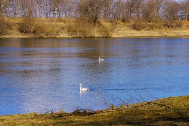 Swans on the river. Background with selective focus and copy space for text