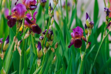 Çiçek tarlasının bulanık arkaplanı üzerine seçici bir odak noktası olan Iris çiçekleri. Uzayı metin için kopyala. Kentsel çevre ve bahçe arazisinin peyzajı ve dekorasyonu