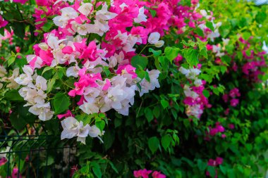 Flowering Turkish trees. Background with selective focus and copy space for text
