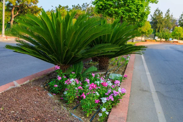 Urban Roadside Flowerbed Palm Trees Tropical Flowers Background Copy Space — Foto de Stock