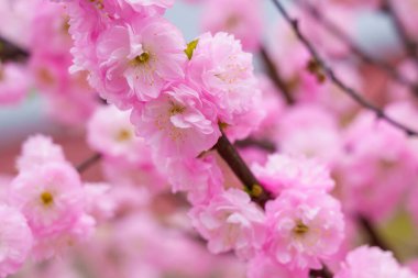 Bulanık arka planda seçici bir odak noktası olan çiçek açan sakura ağacı. Metin için odaklanmış arkaplan kopyalama alanı