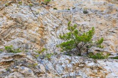 Green coniferous plants in the mountainous part of the Turkish Mediterranean coast. Atmospheric natural landscape. Background with copy space. Selective focus