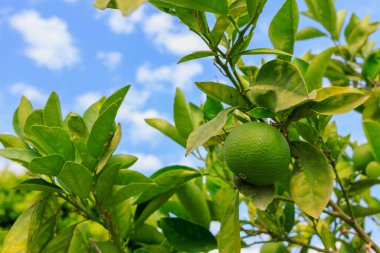 Oranges ripen on a tree branch. Natural background with selective focus and copy space for text