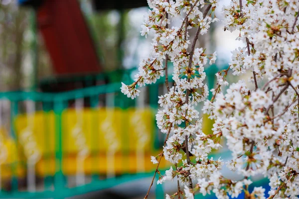 Árvores Frutíferas Florescentes Primavera Flores Ramos Foco Seletivo Com Fundo — Fotografia de Stock