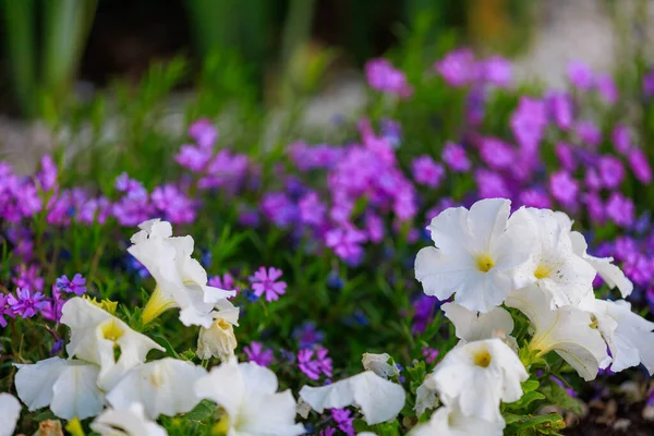 Łóżko Kwiatowe Bardzo Pięknymi Kwiatami Środowisku Miejskim Tło Wybiórczym Ukierunkowaniem — Zdjęcie stockowe