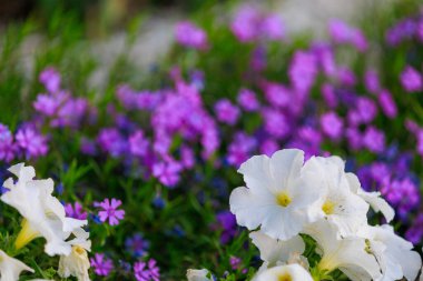 Şehir ortamında çok güzel çiçekleri olan bir çiçek tarhı. Seçici odaklı arkaplan ve metin için alanı kopyala