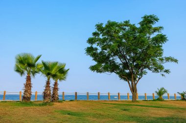Akdeniz kıyısındaki Antalya 'nın Kemer bölgesinde bir belediye olan Beldibi tatil beldesindeki sahil boyunca uzanan ağaç ve palmiyeler