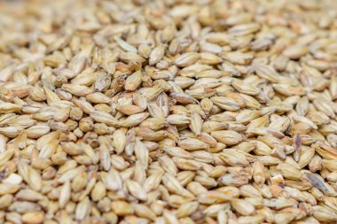 Munich brewing barley malt. Background with selective focus and copy space for text