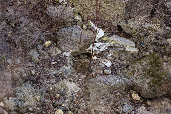 Bones and skulls of animals that fell off a cliff onto rocks. Creepy hiking trails. Background with selective focus and copy space for text